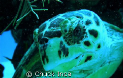 Green sea turtle on Aquarium dive site in Grand Cayman. V... by Chuck Ince 